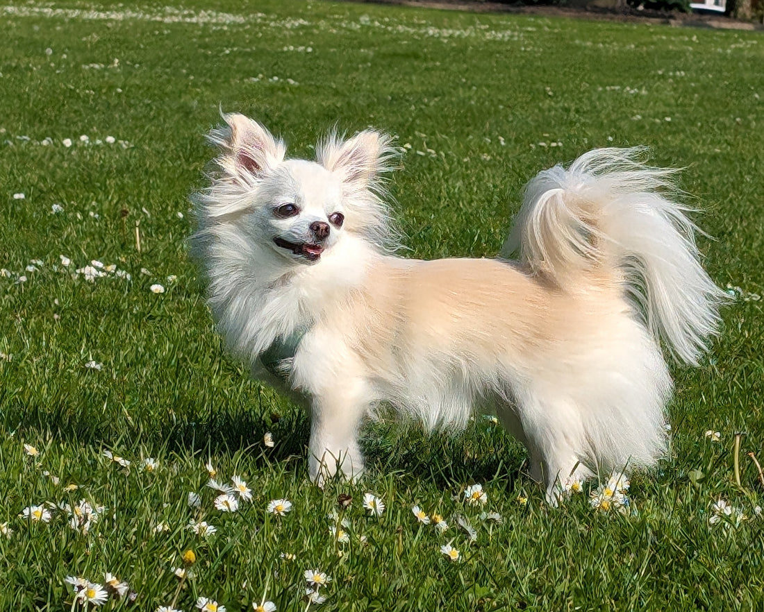 Les Petits Chiens : Des Amis Fidèles Qui Embellissent Nos Vies