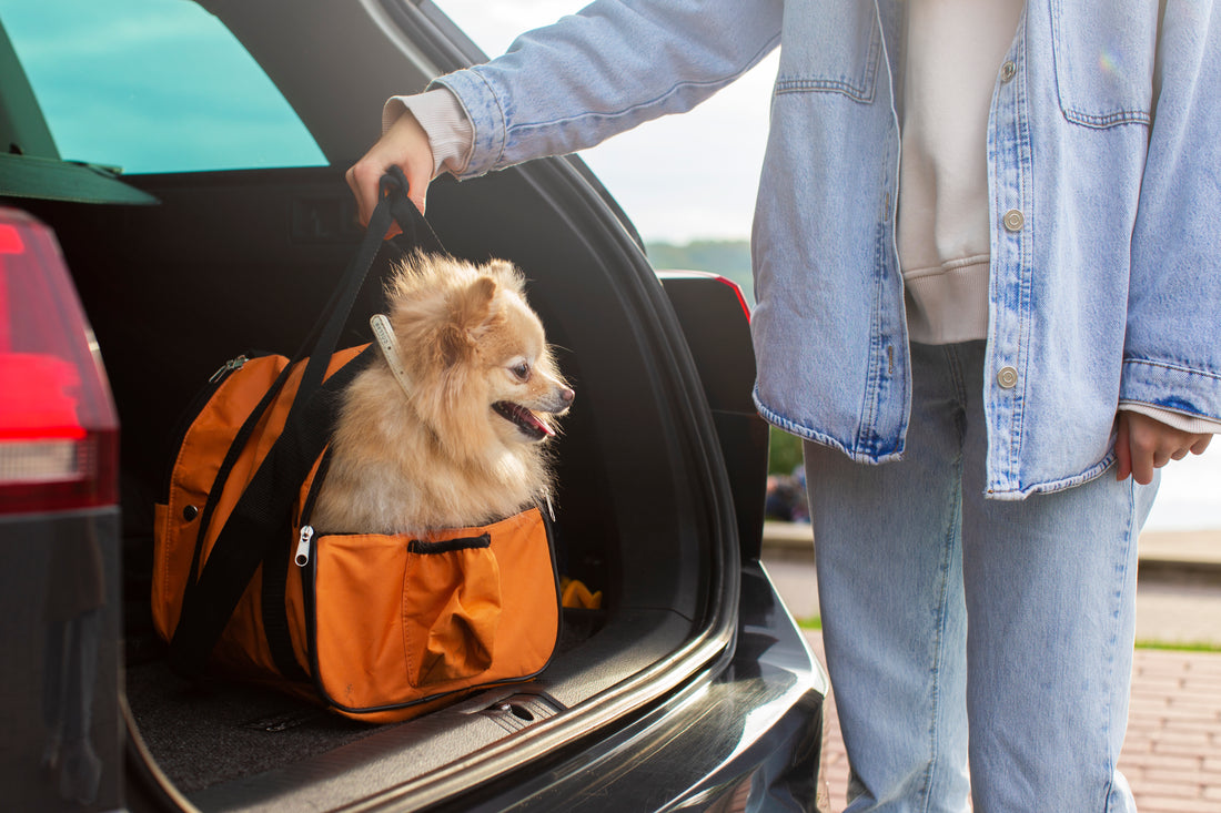 Voyager avec son Mini Toutou : Conseils pour les Transports en Commun 🐾